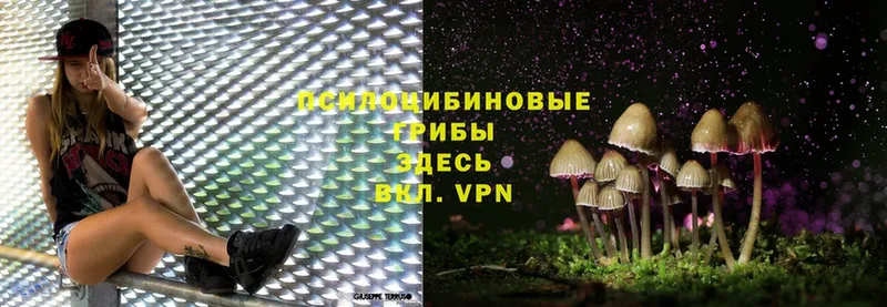 купить наркоту  Бокситогорск  Галлюциногенные грибы MAGIC MUSHROOMS 